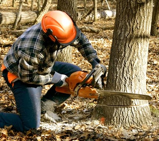 Tree Removal in Needville, TX